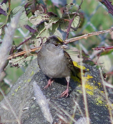 bird count