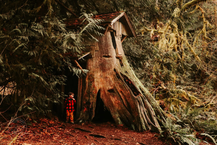 Explore a stump house on the Guillemot Cove Trail