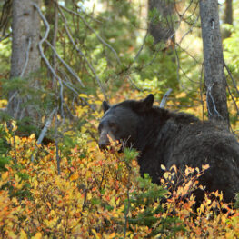 Black bear safety