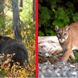 cougar black bear warning